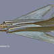 An early illustration of Concept 15